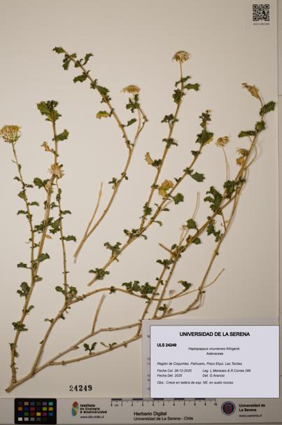 Haplopappus vicuniensis [Espécimen: ULS:ULS:0024249]