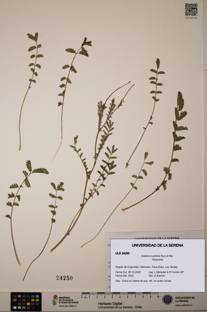 Acaena ovalifolia [Espécimen: ULS:ULS:0024250]