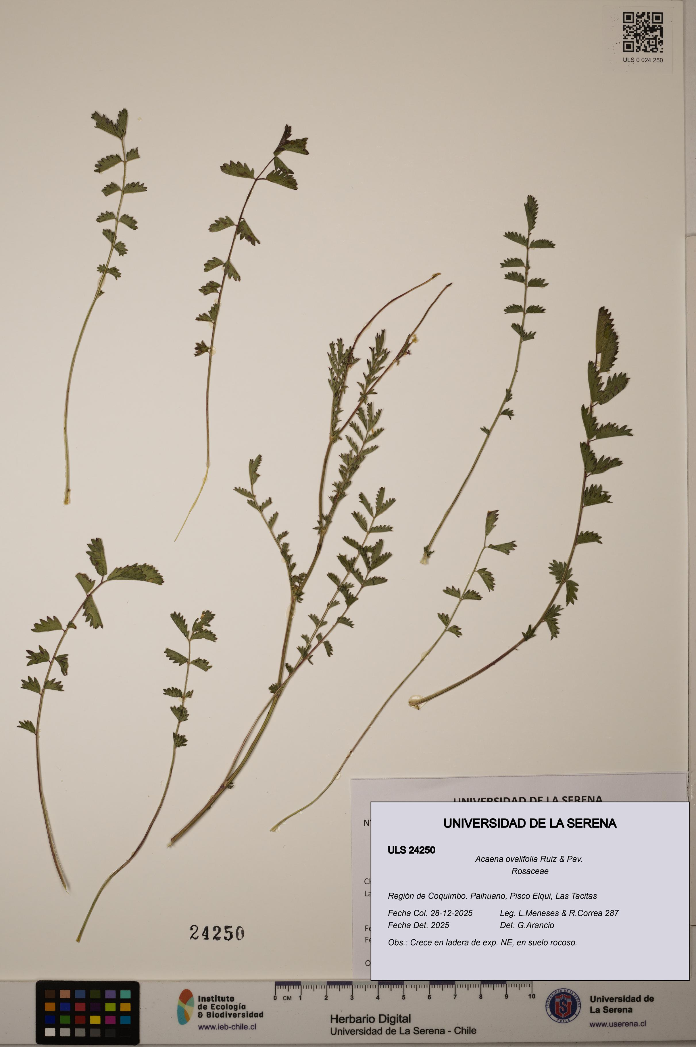 Acaena ovalifolia [Espécimen: ULS:ULS:0024250]