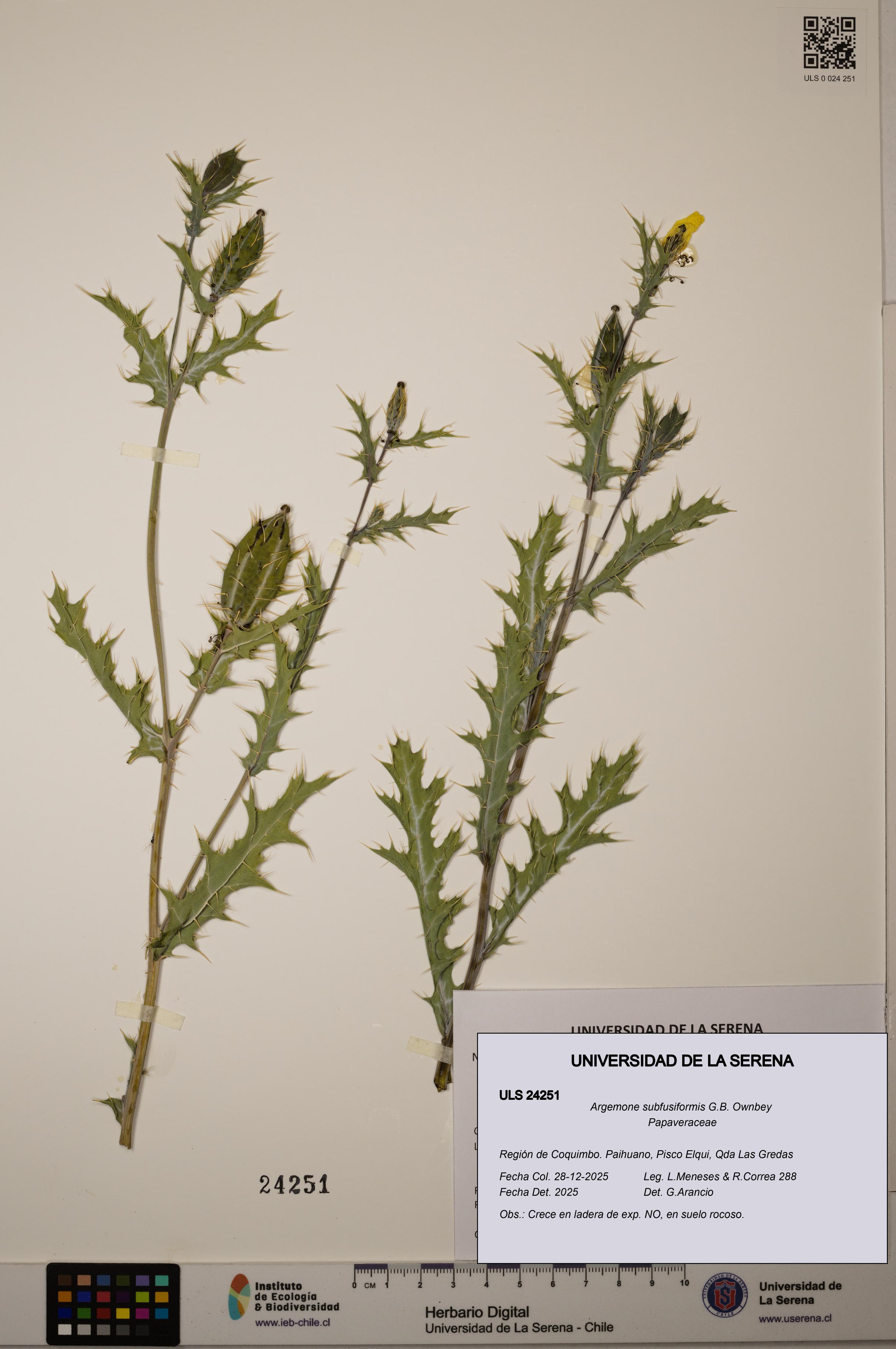 Argemone subfusiformis [Espécimen: ULS:ULS:0024251]