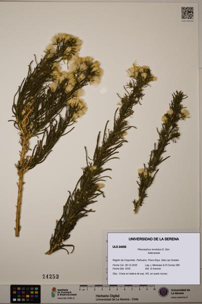 Pleocarphus revolutus [Espécimen: ULS:ULS:0024252]