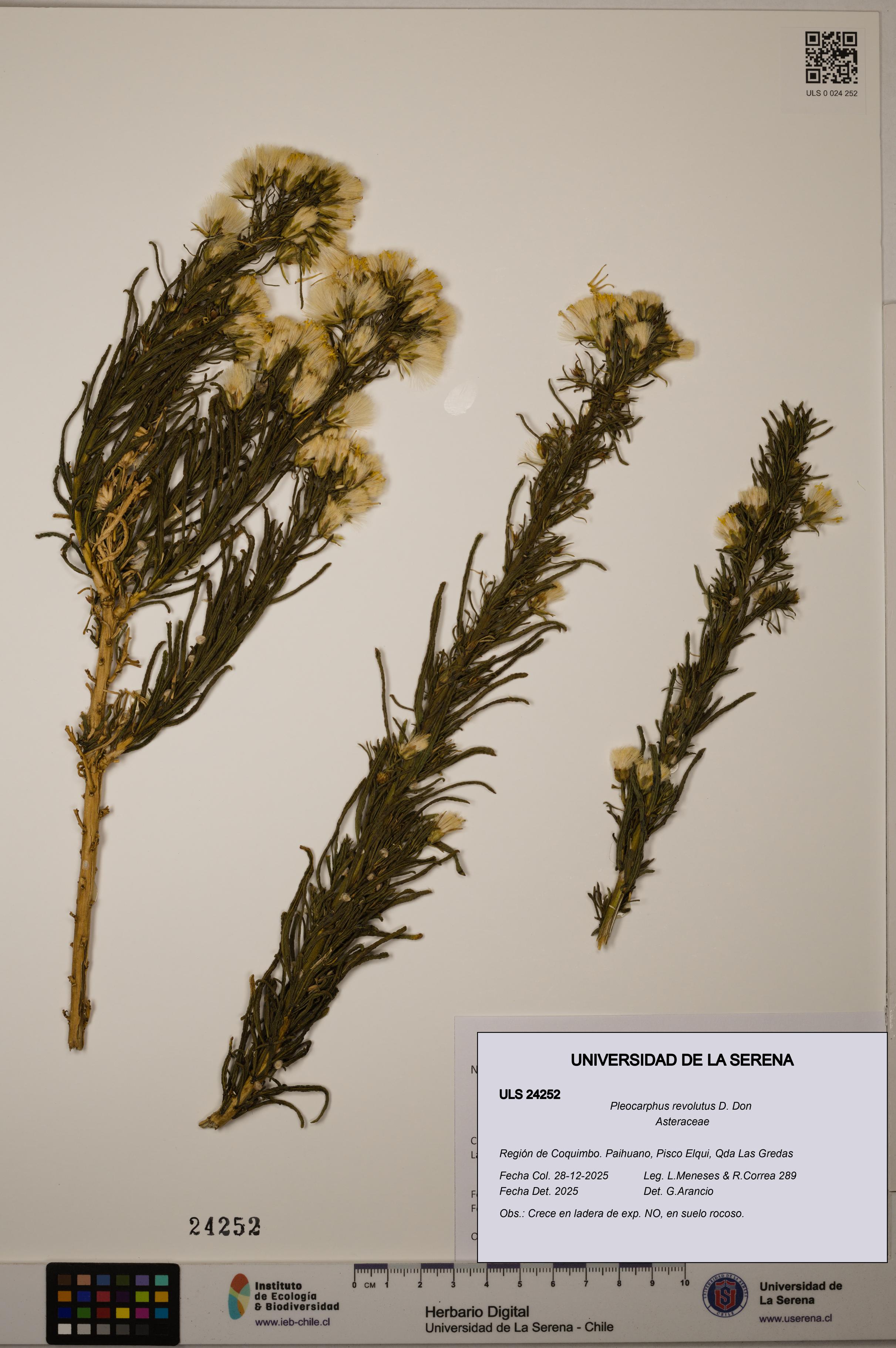 Pleocarphus revolutus [Espécimen: ULS:ULS:0024252]