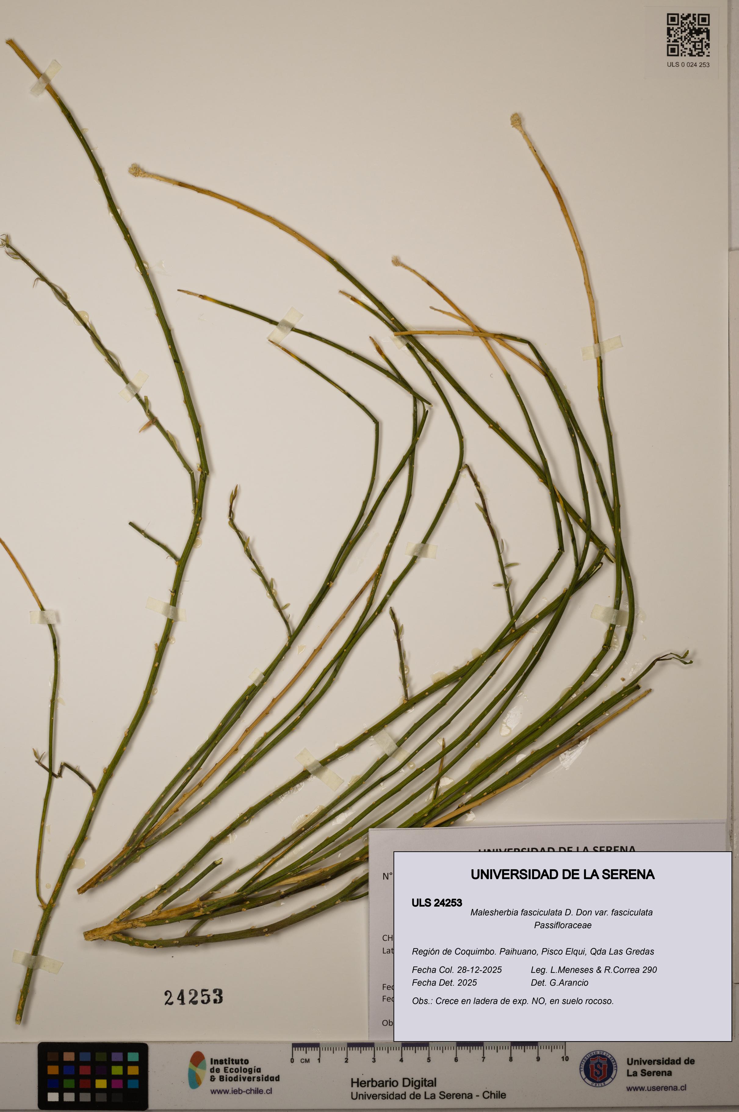Malesherbia fasciculata var. fasciculata [Espécimen: ULS:ULS:0024253]