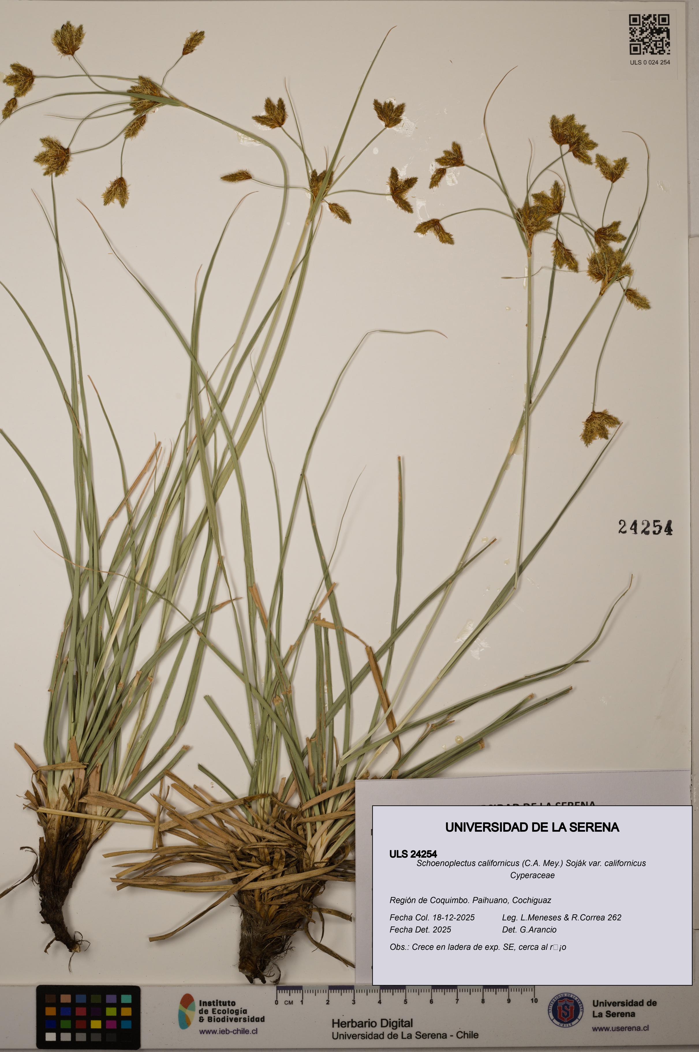 Schoenoplectus californicus [Espécimen: ]