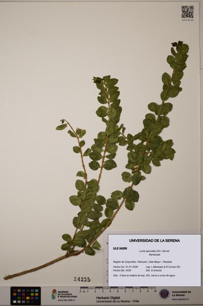 Luma apiculata [Espécimen: ULS:ULS:0024255]