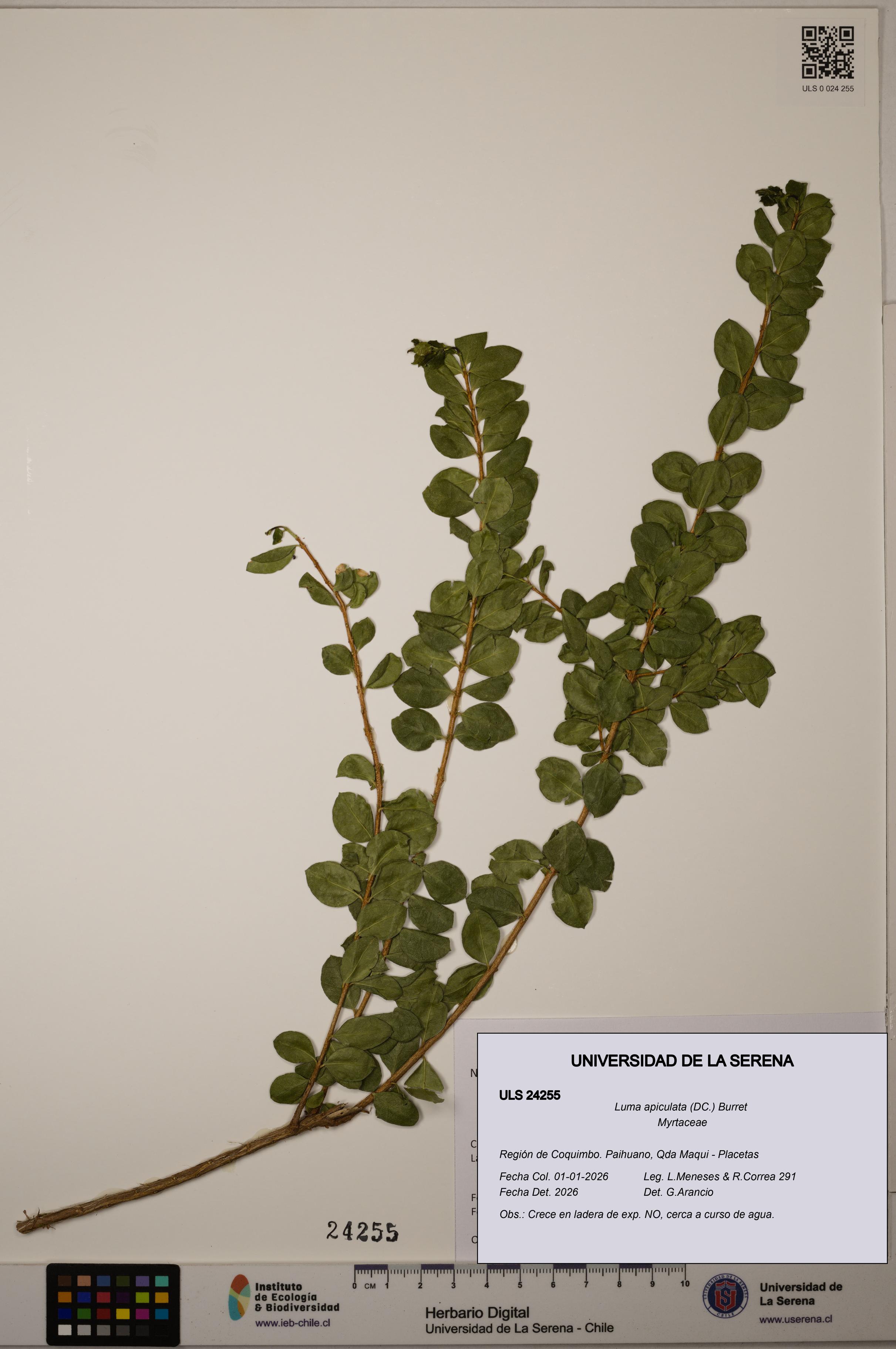Luma apiculata [Espécimen: ULS:ULS:0024255]