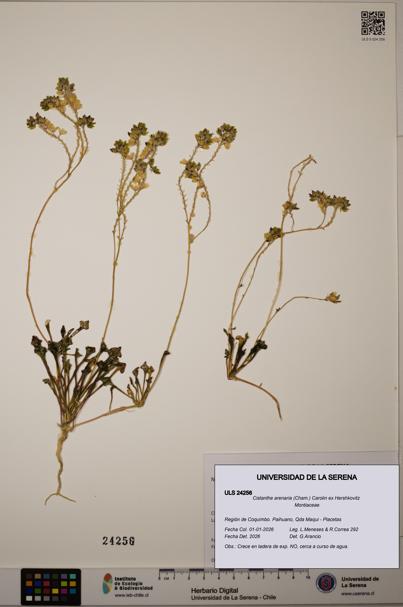 Cistanthe arenaria [Espécimen: ULS:ULS:0024256]
