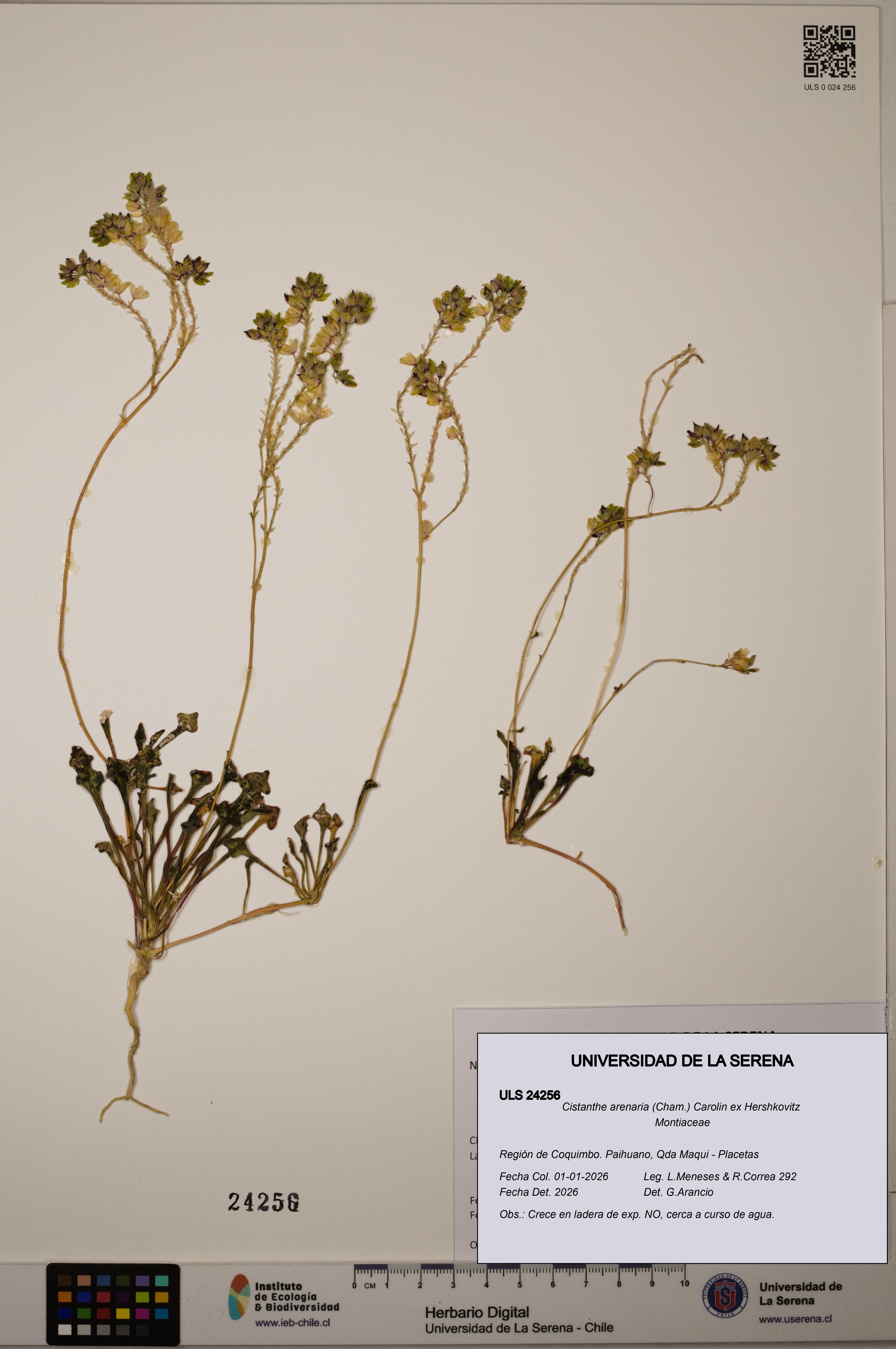 Cistanthe arenaria [Espécimen: ULS:ULS:0024256]