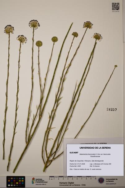 Malesherbia fasciculata var. fasciculata [Espécimen: ULS:ULS:0024257]