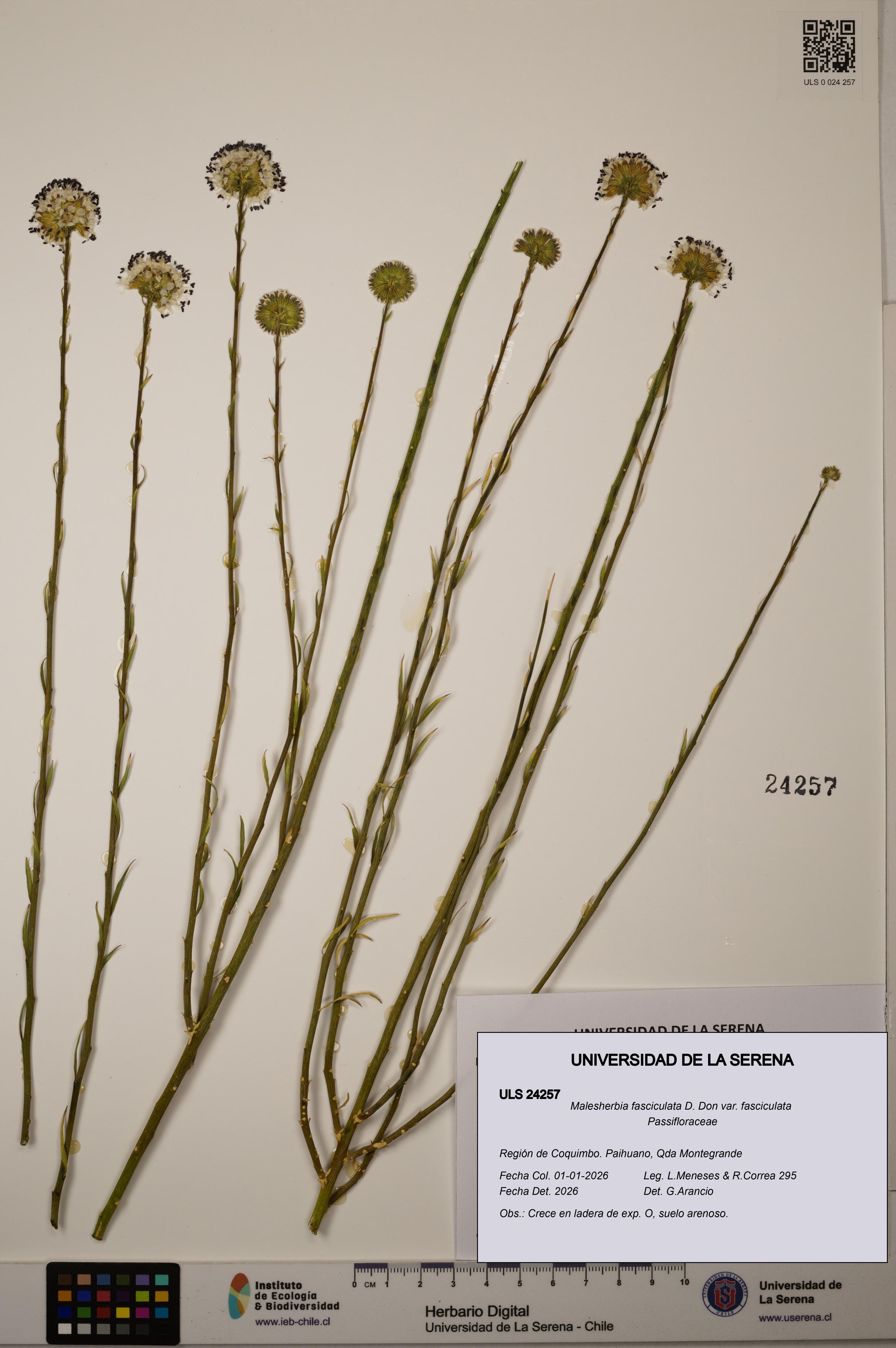 Malesherbia fasciculata var. fasciculata [Espécimen: ULS:ULS:0024257]