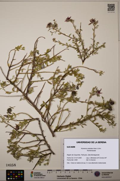 Krameria cistoidea [Espécimen: ]
