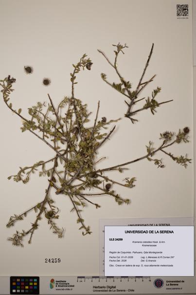 Krameria cistoidea [Espécimen: ]