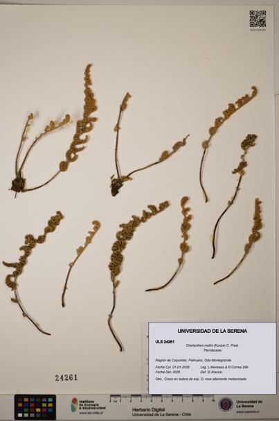 Cheilanthes mollis [Espécimen: ULS:ULS:0024261]