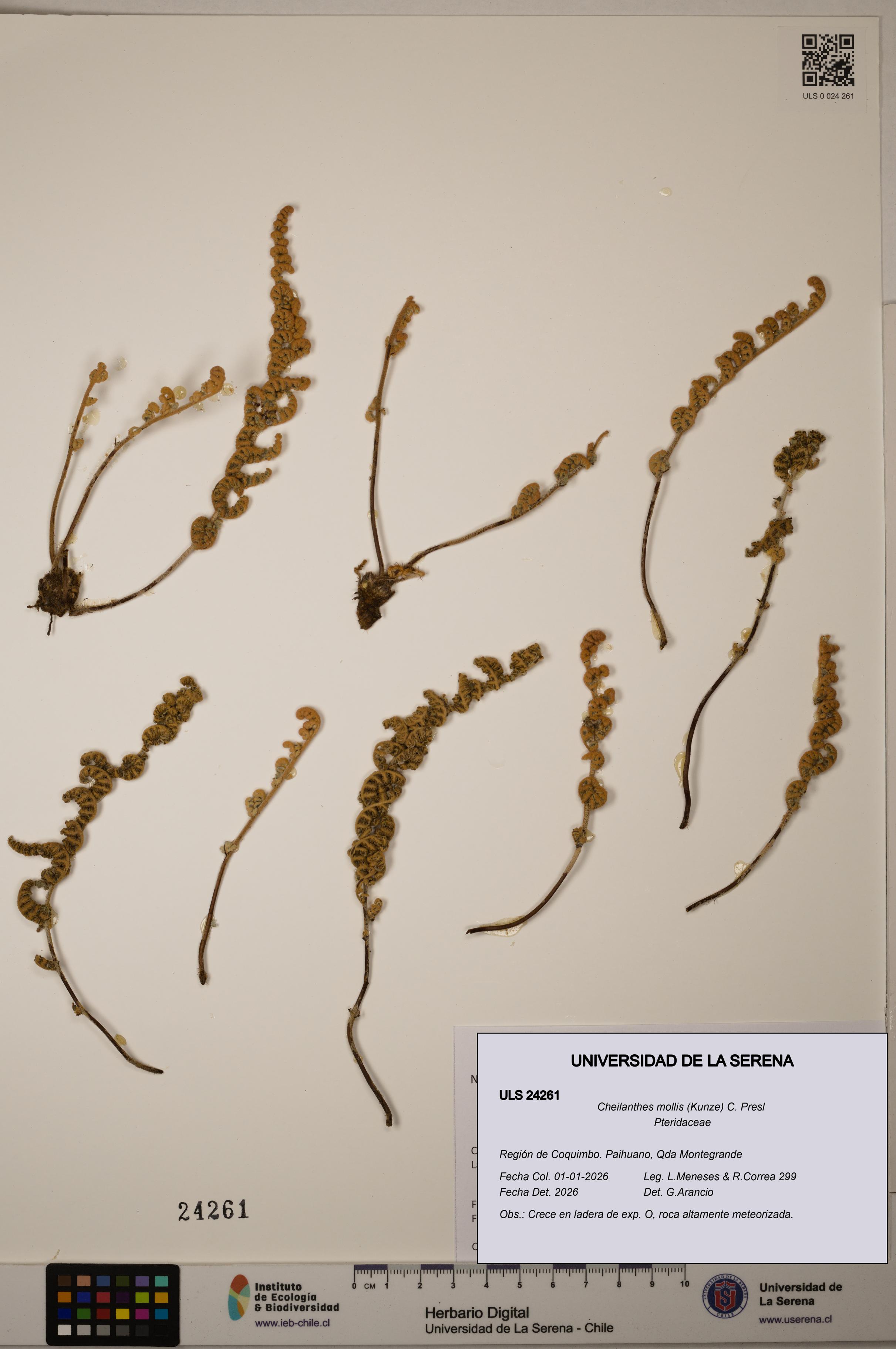 Cheilanthes mollis [Espécimen: ULS:ULS:0024261]