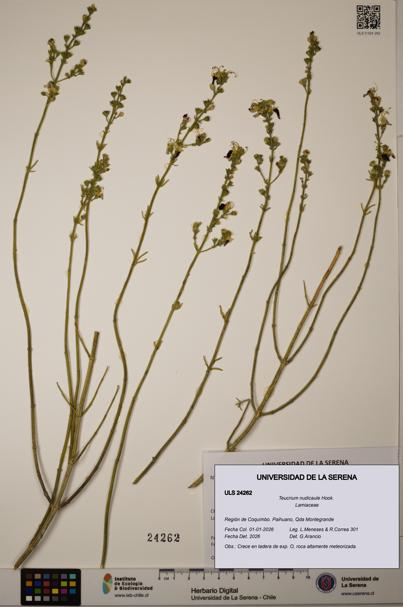 Teucrium nudicaule [Espécimen: ULS:ULS:0024262]