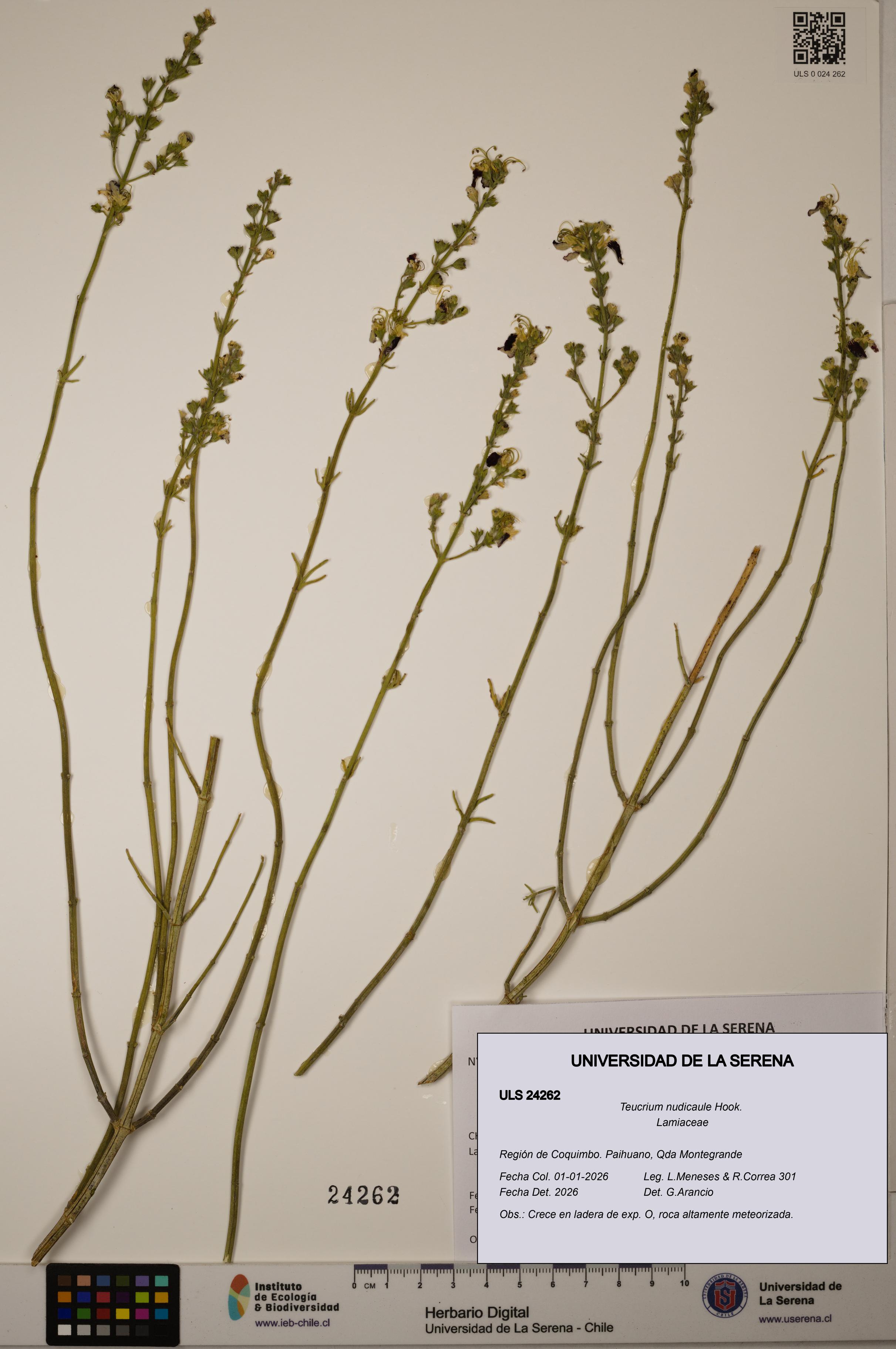 Teucrium nudicaule [Espécimen: ULS:ULS:0024262]