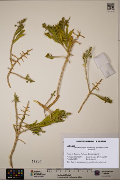 Proustia cuneifolia [Espécimen: ULS:ULS:0024263]