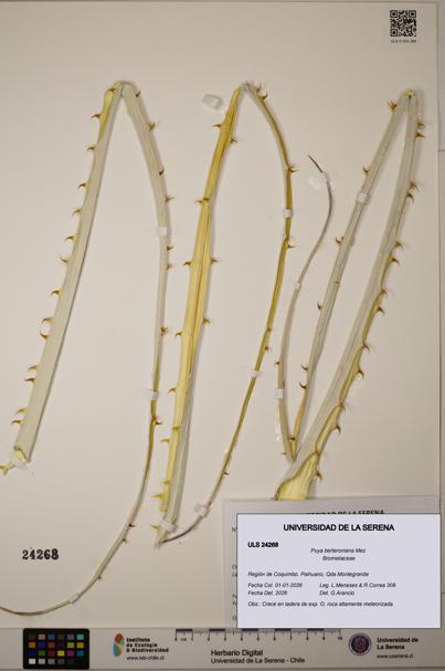 Puya berteroniana [Espécimen: ]