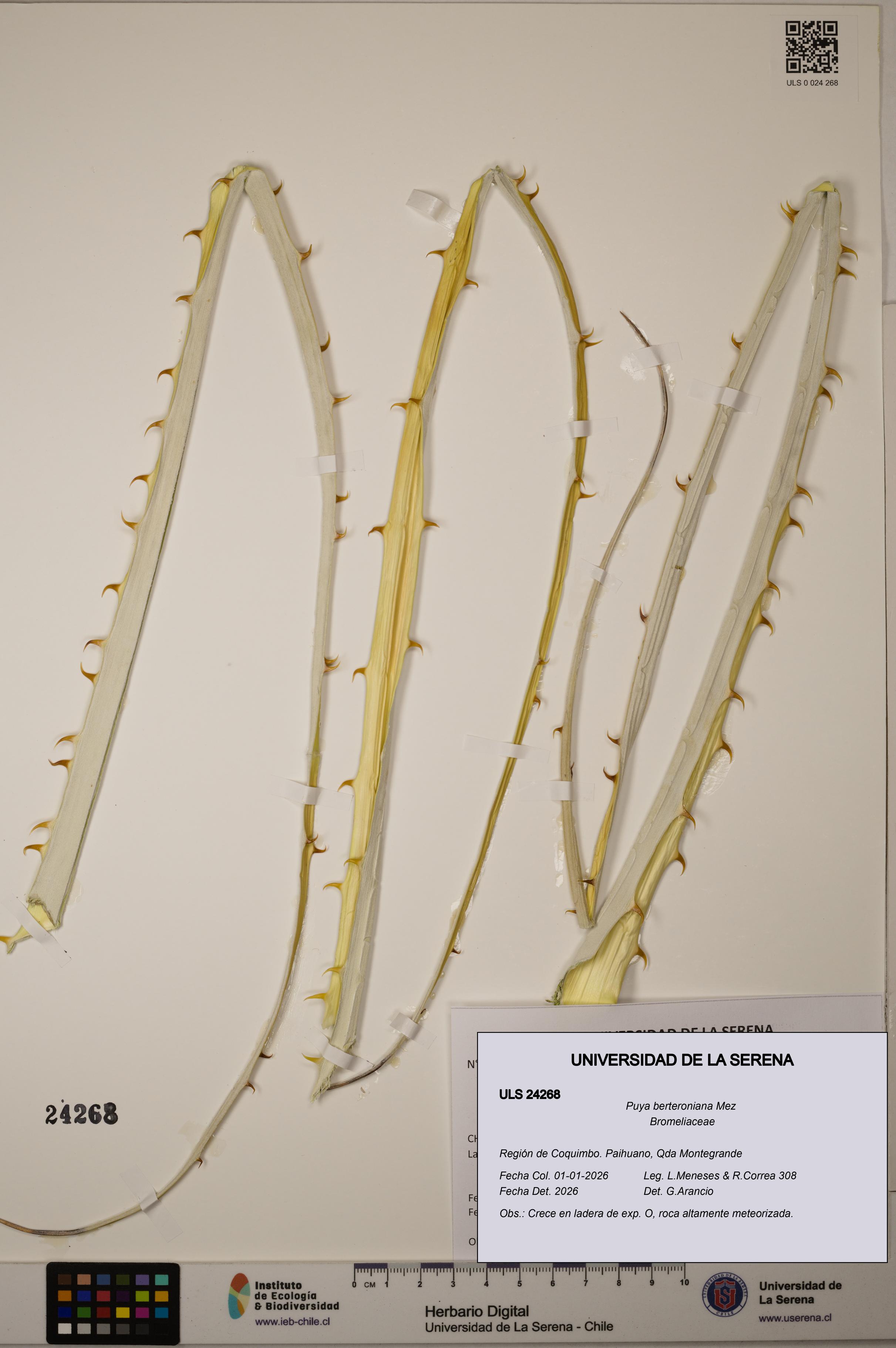 Puya berteroniana [Espécimen: ]