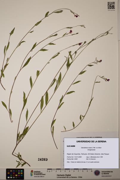 Oenothera rosea [Espécimen: ]