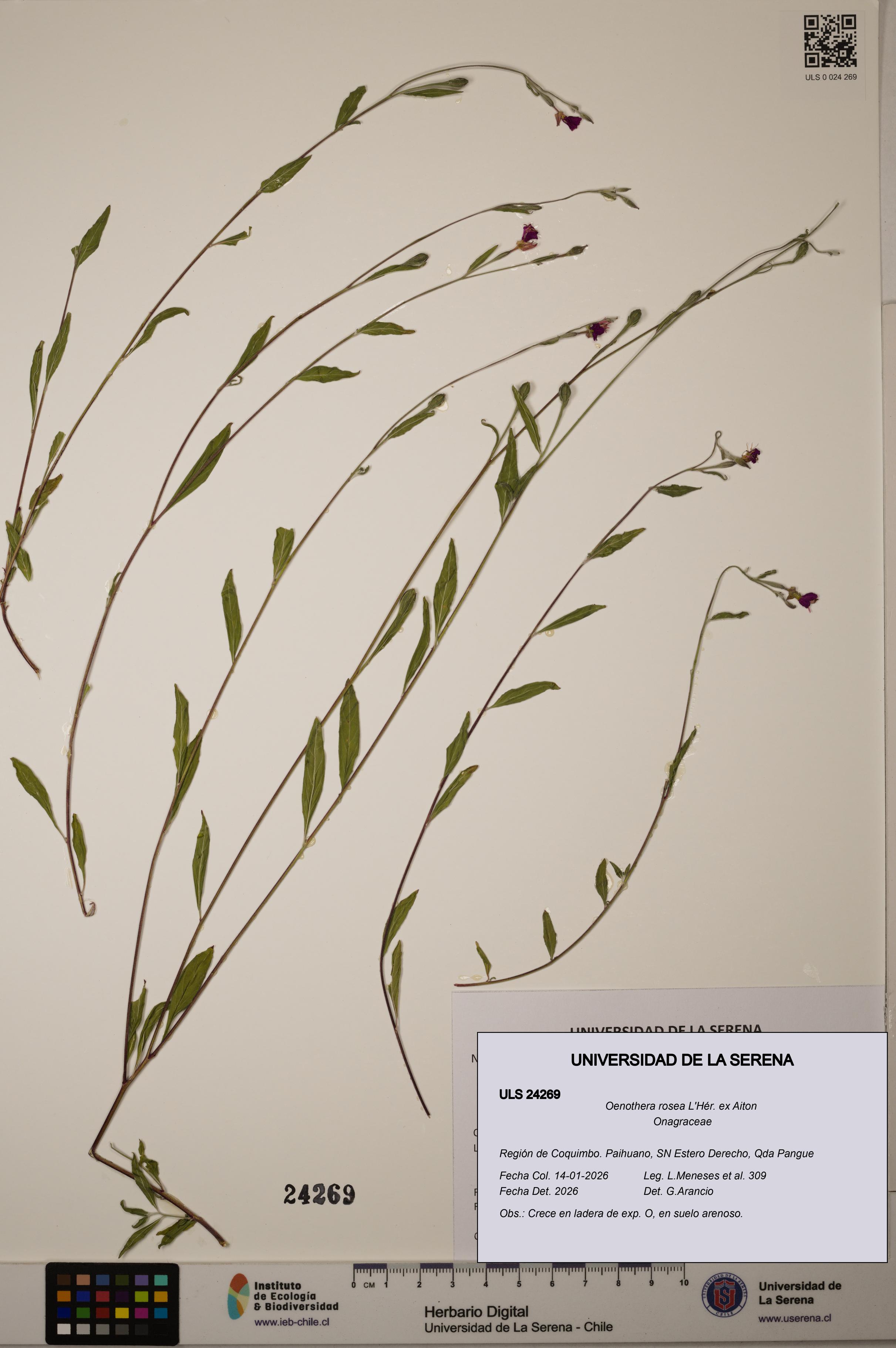 Oenothera rosea [Espécimen: ]