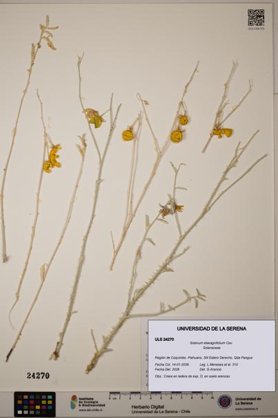 Solanum elaeagnifolium [Espécimen: ULS:ULS:0024270]