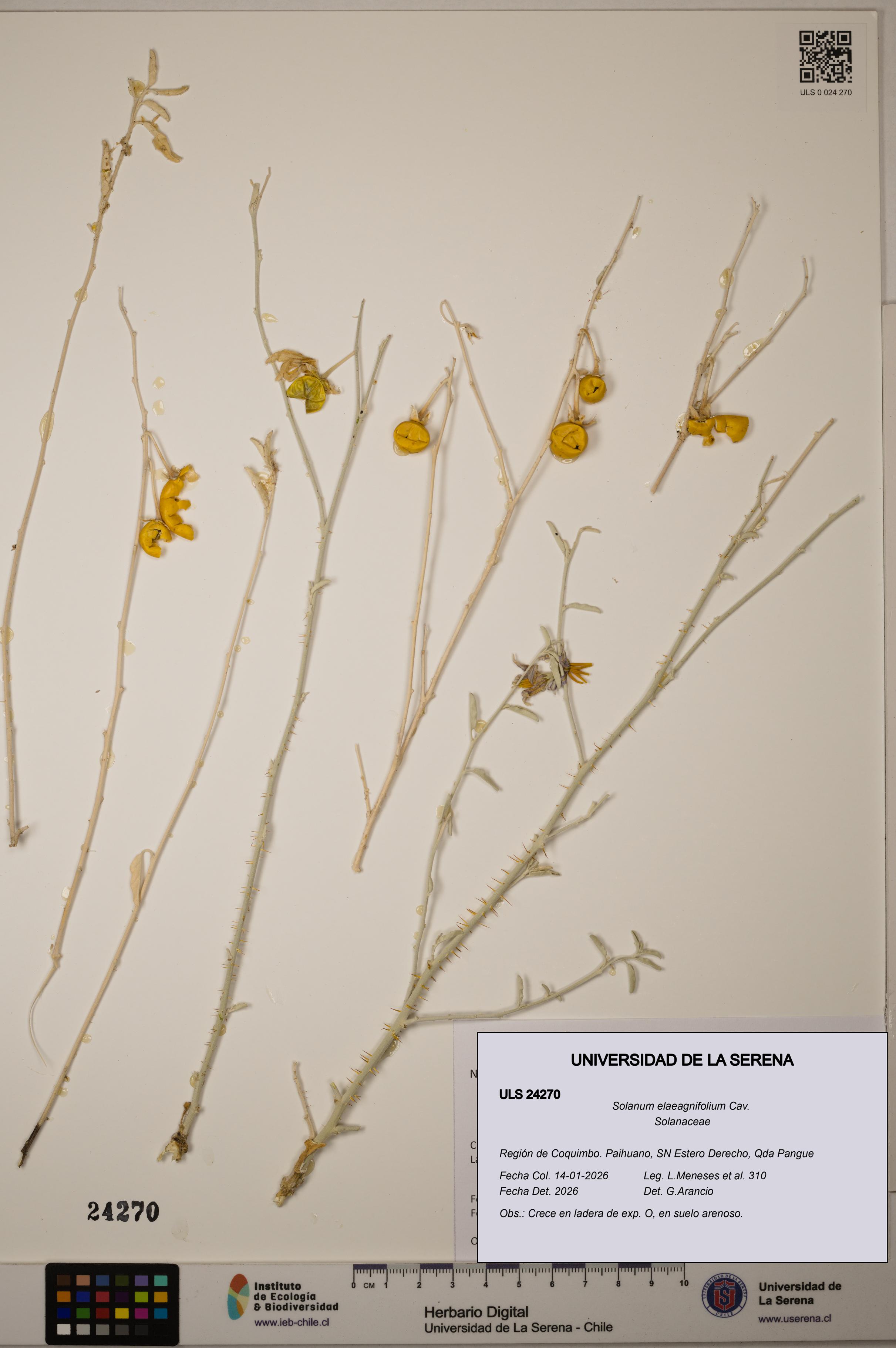Solanum elaeagnifolium [Espécimen: ULS:ULS:0024270]