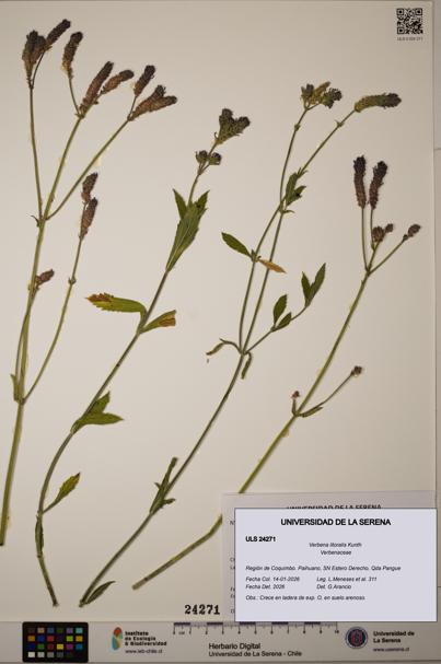 Verbena litoralis [Espécimen: ULS:ULS:0024271]