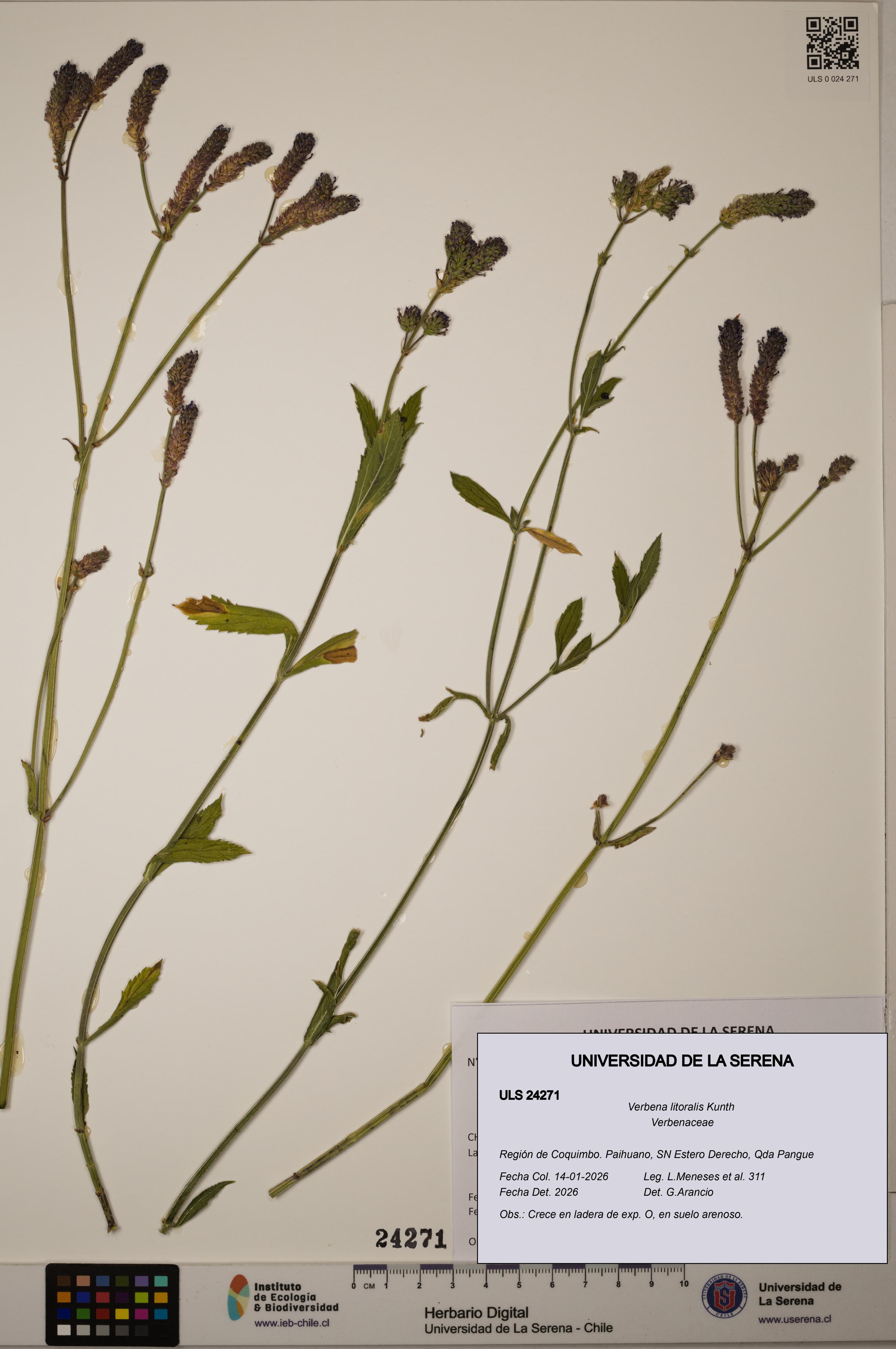 Verbena litoralis [Espécimen: ULS:ULS:0024271]