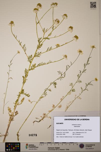 Anthemis cotula [Espécimen: ULS:ULS:0024272]