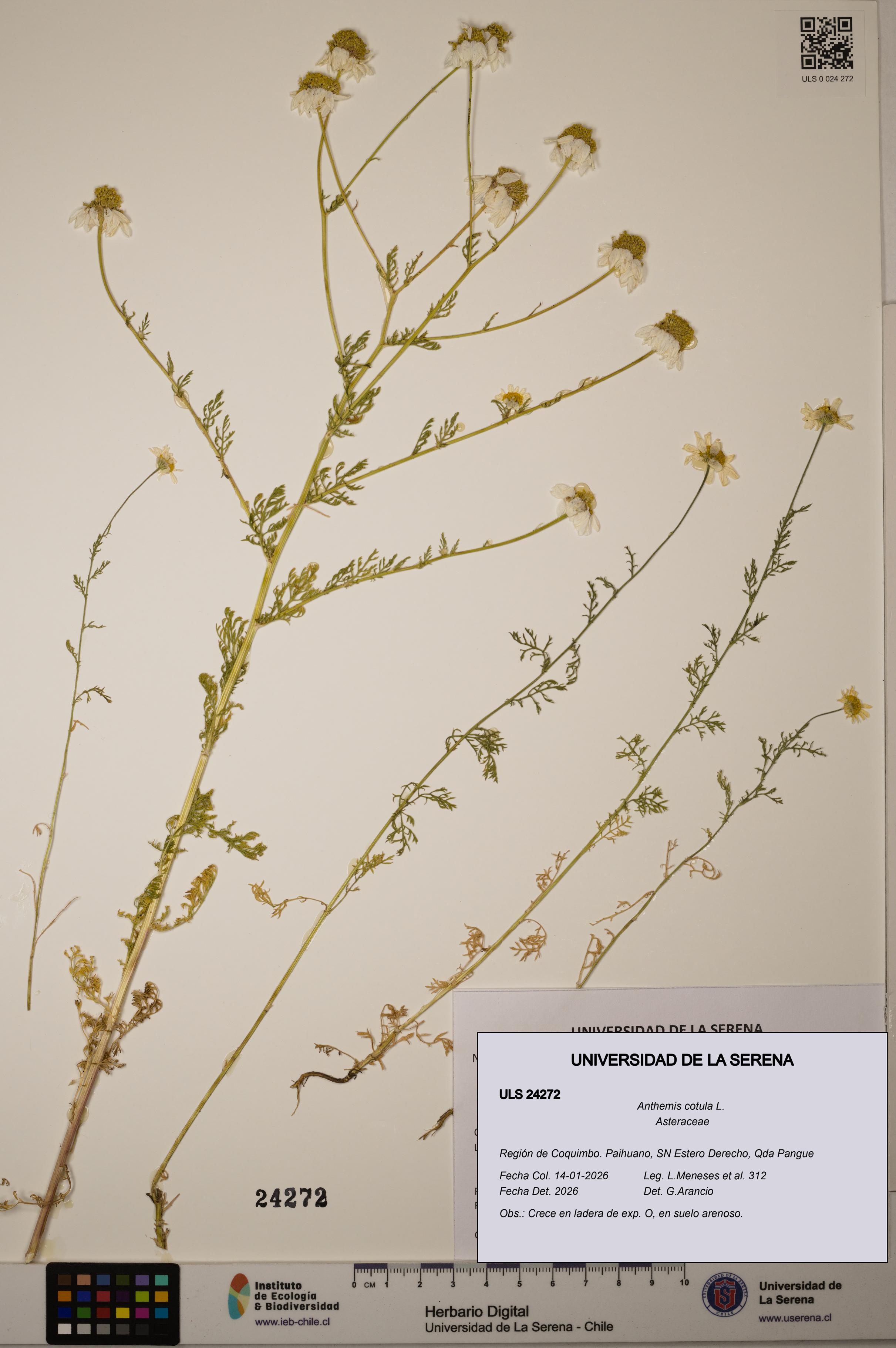 Anthemis cotula [Espécimen: ULS:ULS:0024272]