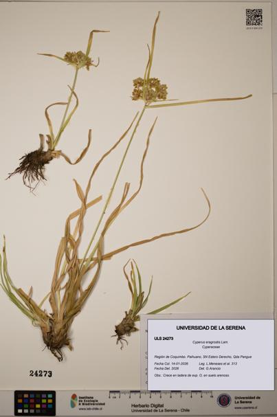 Cyperus eragrostis [Espécimen: ULS:ULS:0024273]