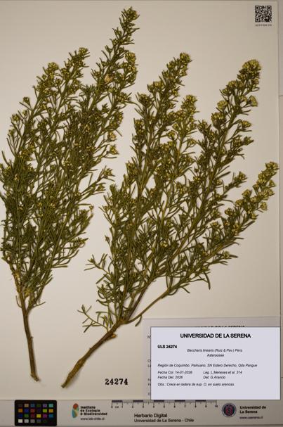 Baccharis linearis [Espécimen: ULS:ULS:0024274]