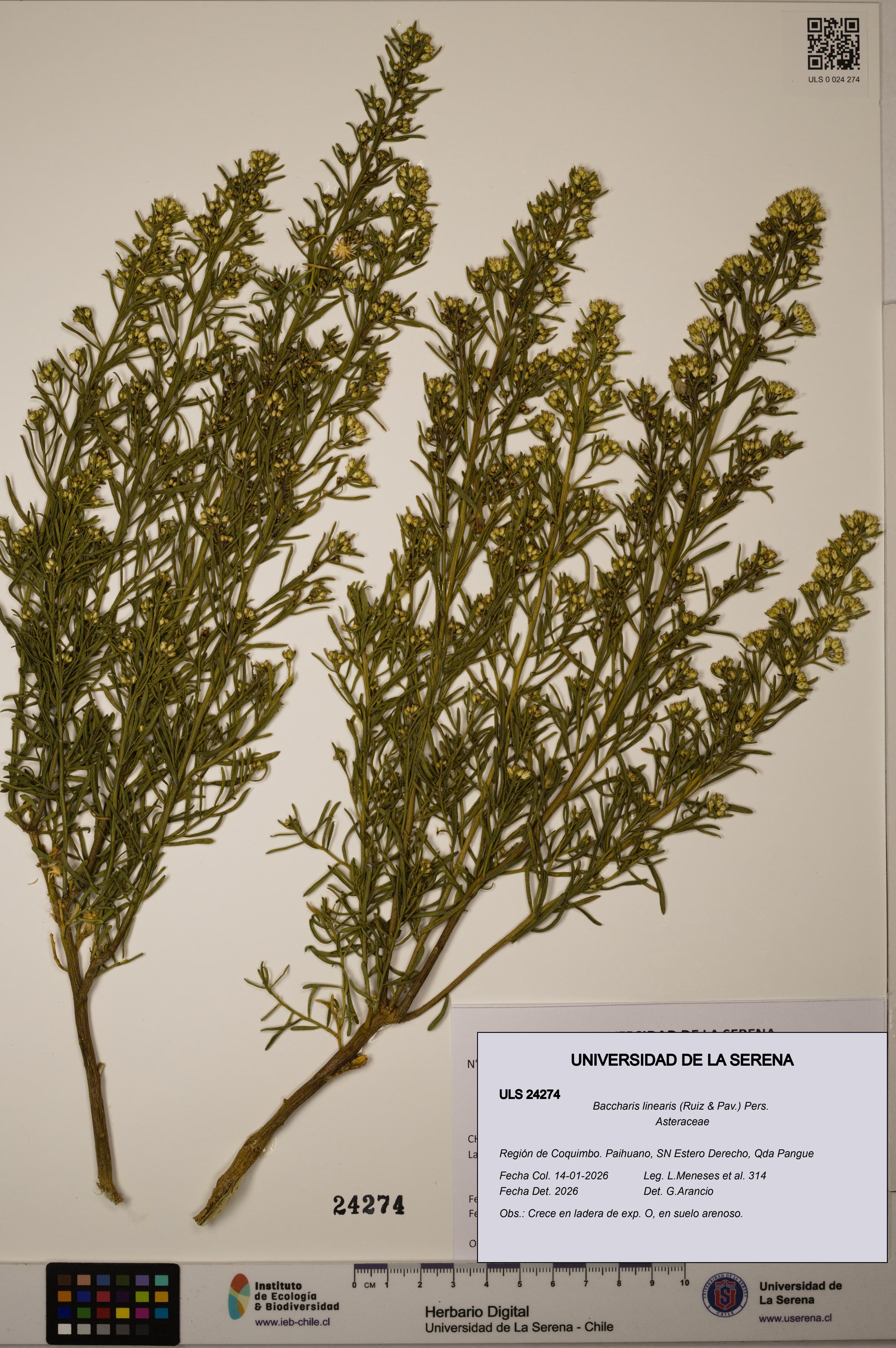 Baccharis linearis [Espécimen: ULS:ULS:0024274]