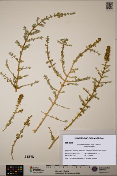 Buddleja suaveolens [Espécimen: ULS:ULS:0024275]