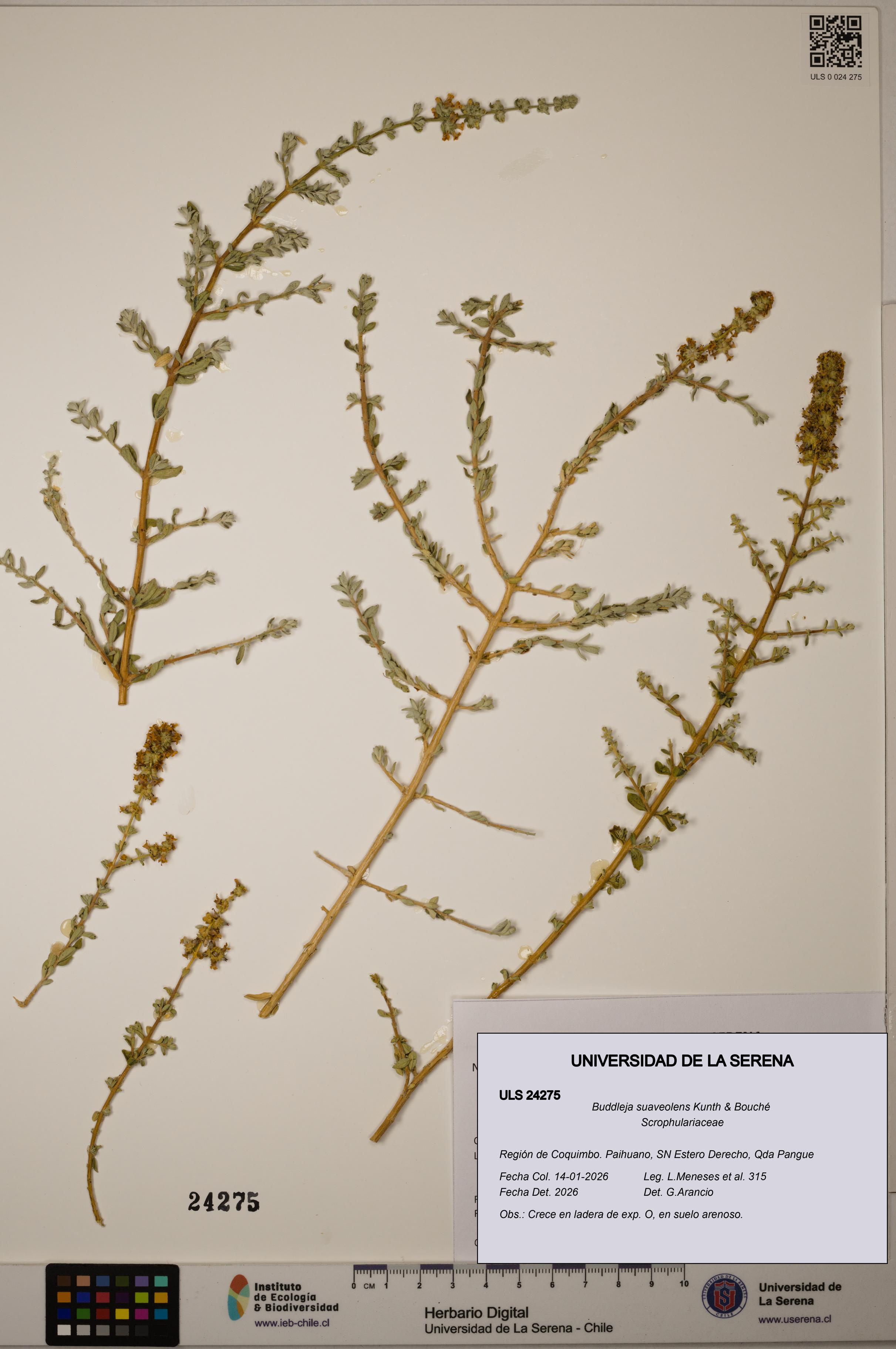 Buddleja suaveolens [Espécimen: ULS:ULS:0024275]