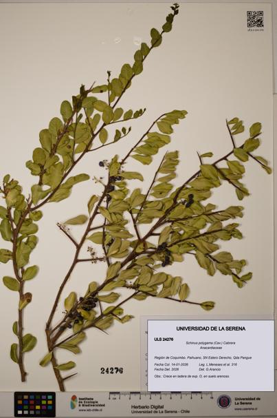 Schinus polygama [Espécimen: ]