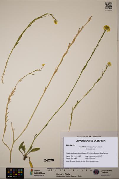 Hirschfeldia incana [Espécimen: ULS:ULS:0024278]