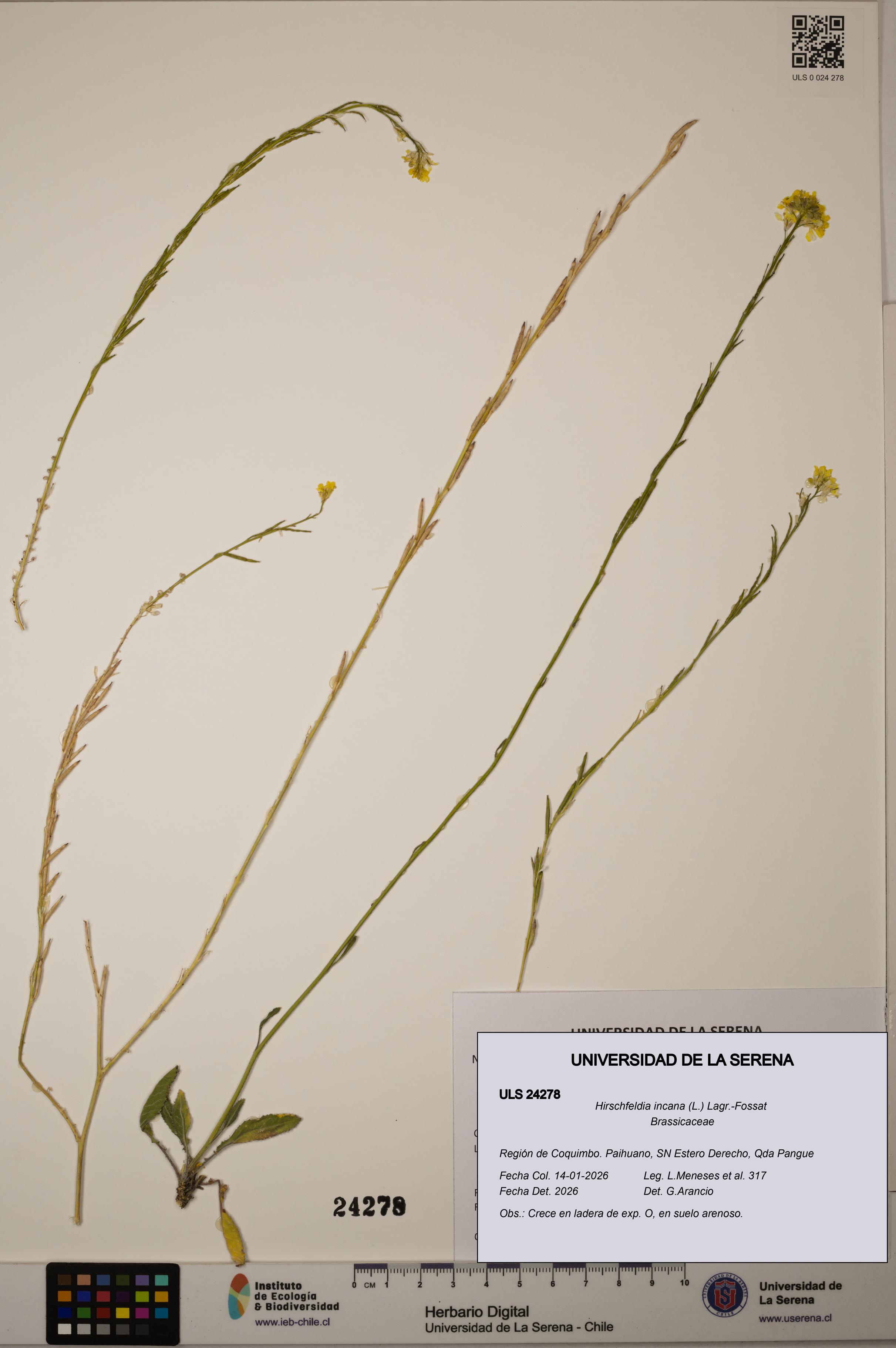 Hirschfeldia incana [Espécimen: ULS:ULS:0024278]