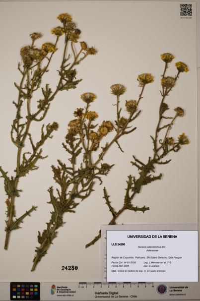 Senecio adenotrichius [Espécimen: ULS:ULS:0024280]