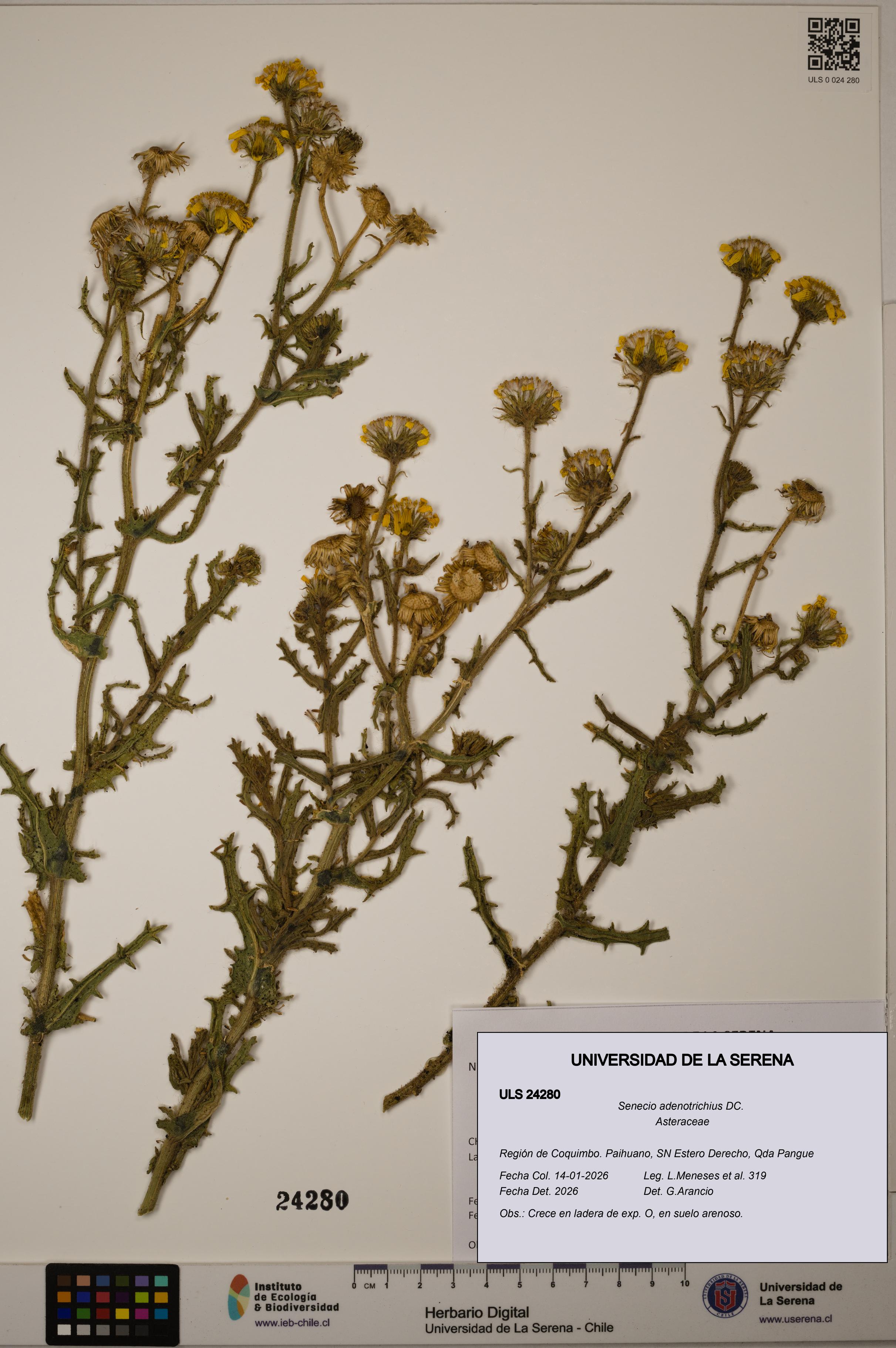 Senecio adenotrichius [Espécimen: ULS:ULS:0024280]