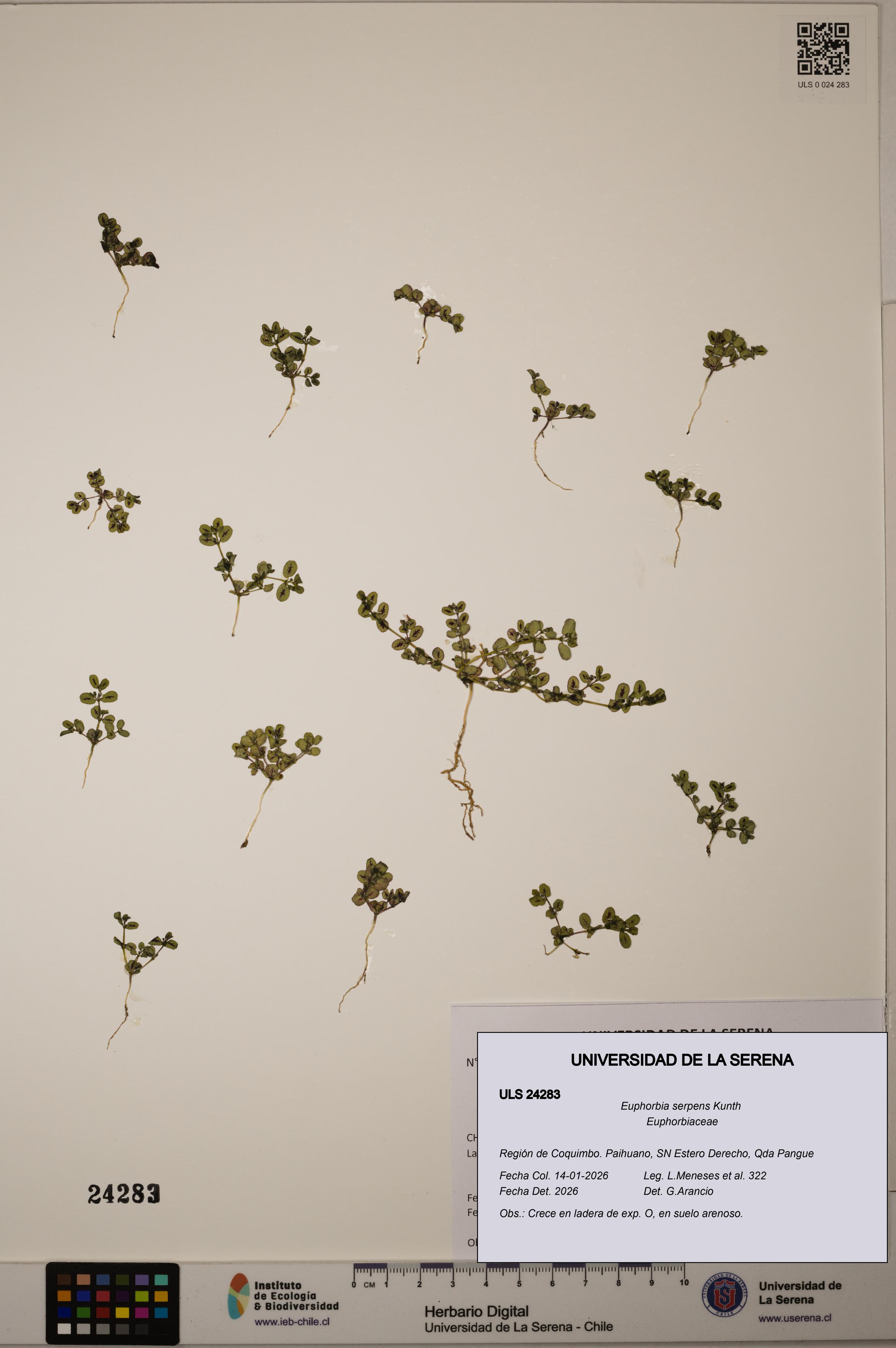 Euphorbia serpens [Espécimen: ULS:ULS:0024283]
