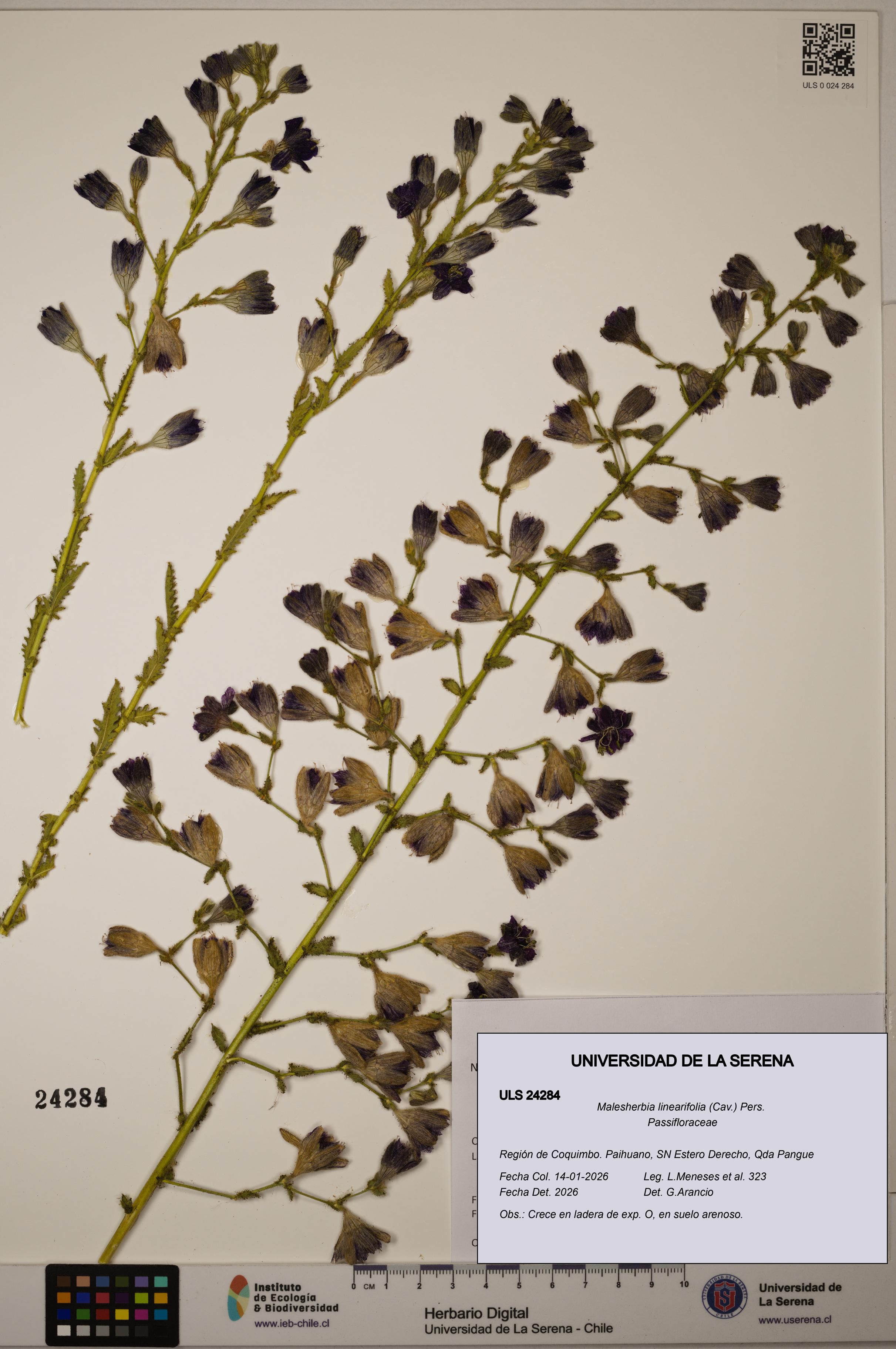 Malesherbia linearifolia [Espécimen: ULS:ULS:0024284]