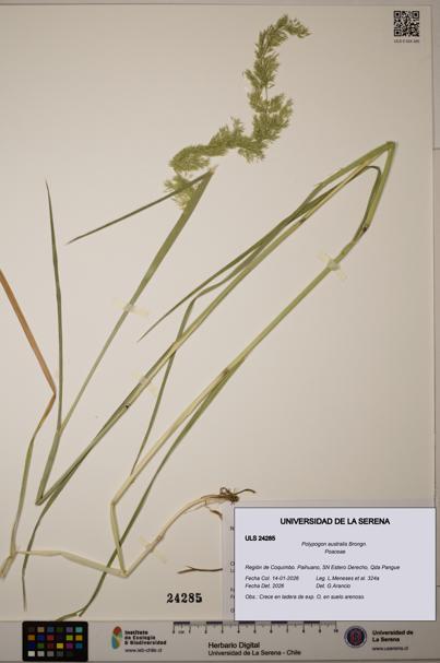 Polypogon australis [Espécimen: ULS:ULS:0024285]