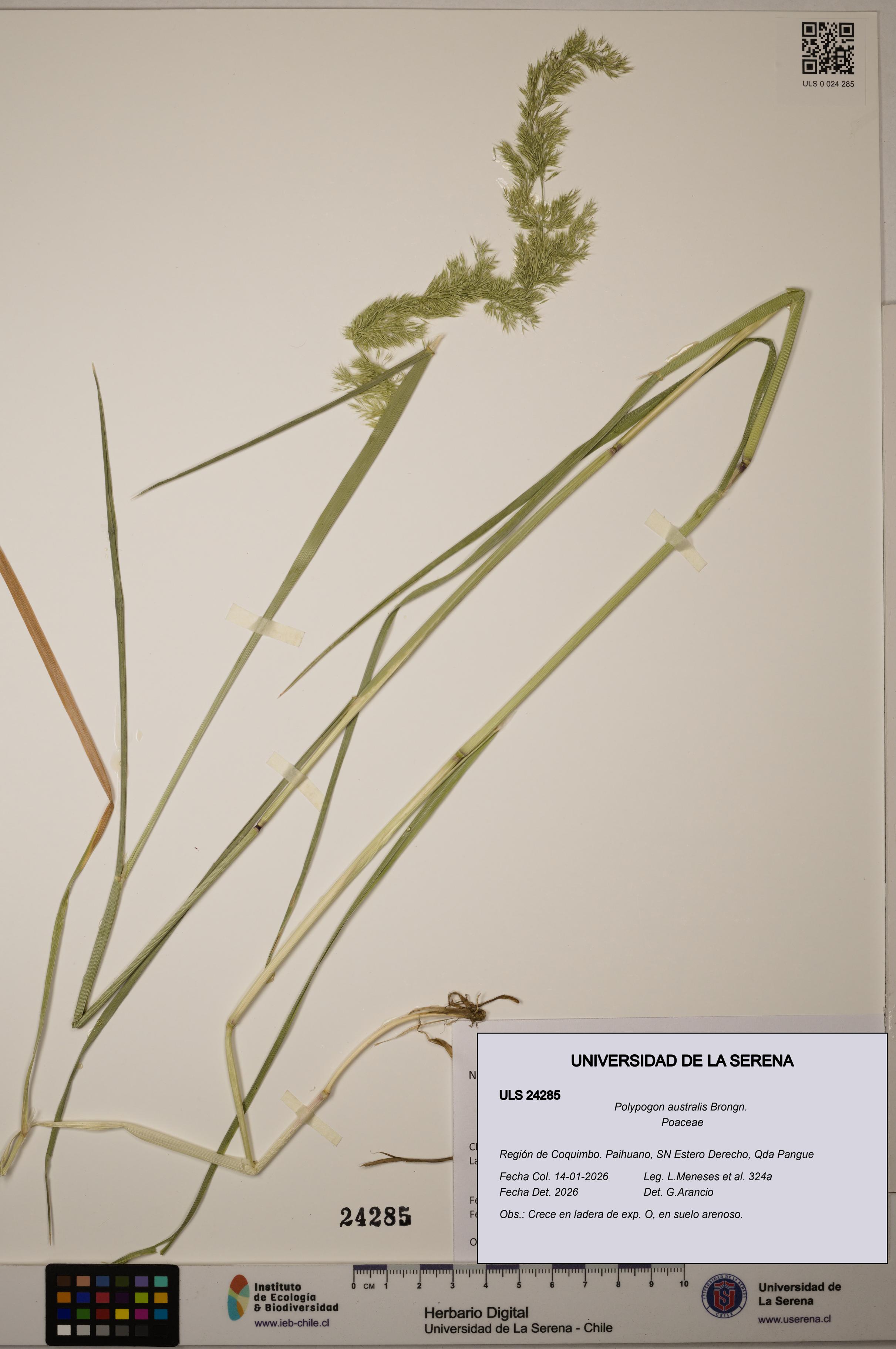 Polypogon australis [Espécimen: ULS:ULS:0024285]
