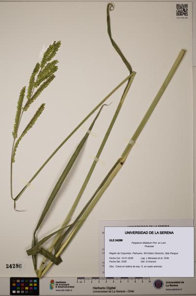 Paspalum dilatatum [Espécimen: ]