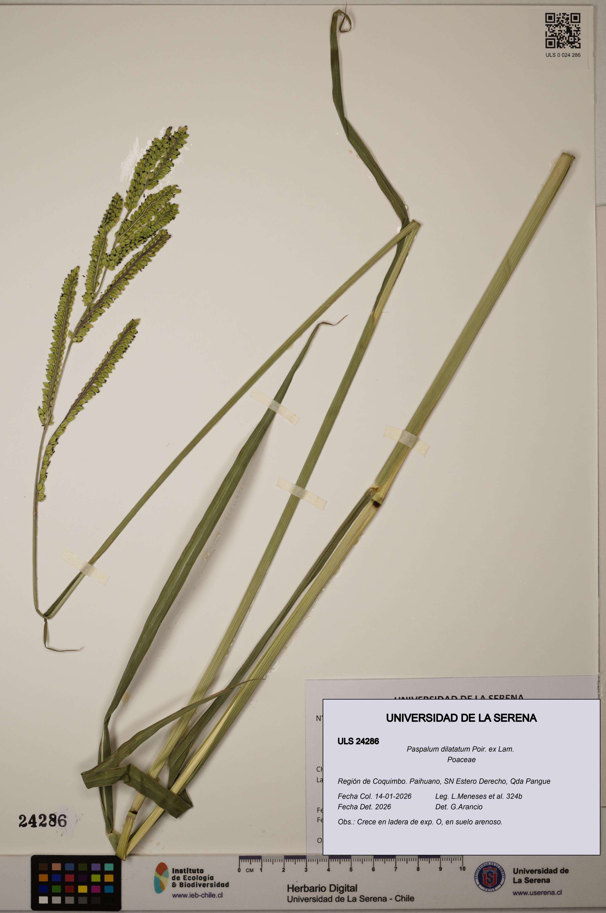 Paspalum dilatatum [Espécimen: ]