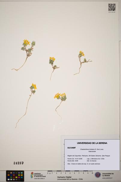 Chaetanthera limbata [Espécimen: ]
