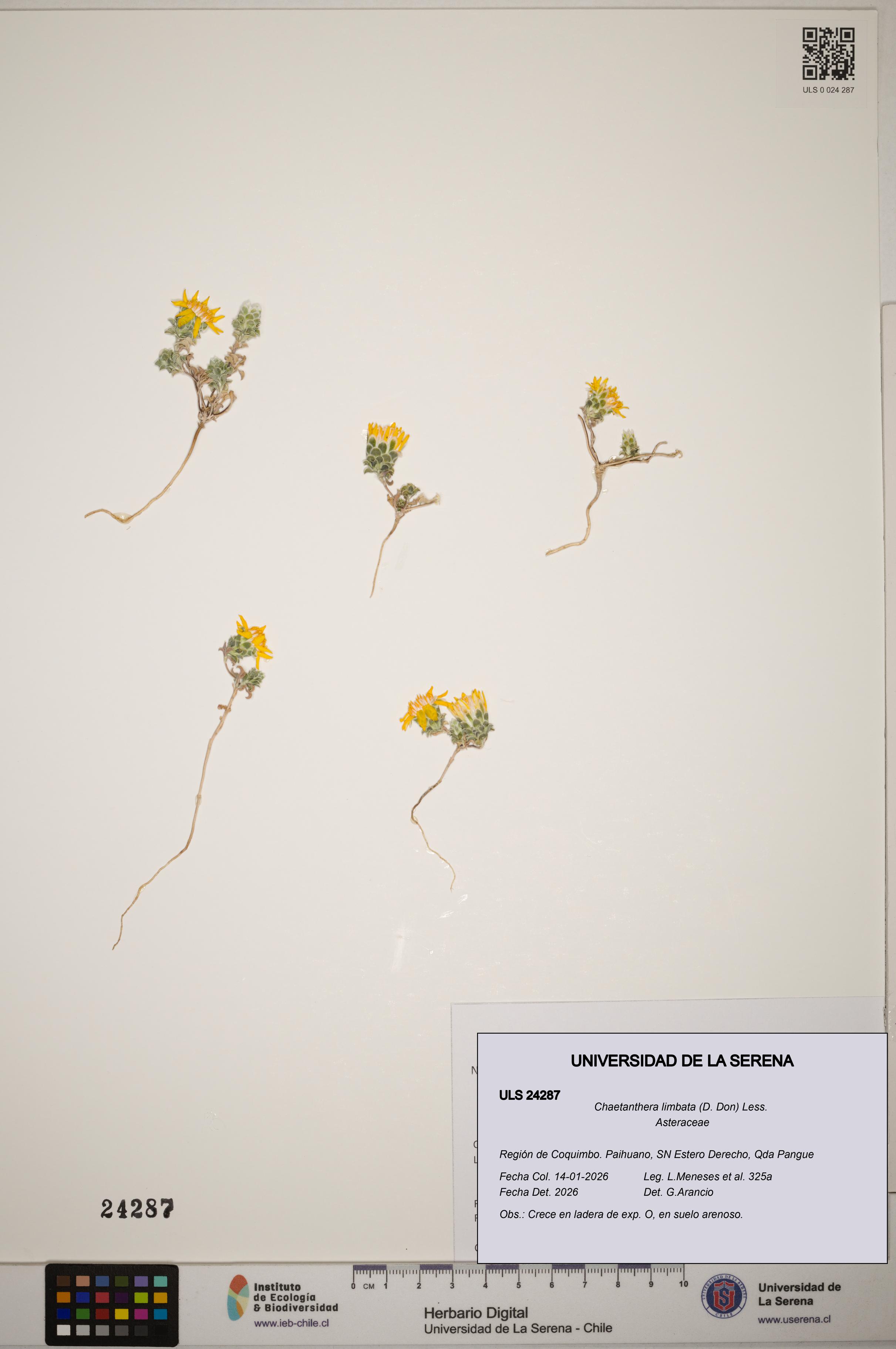 Chaetanthera limbata [Espécimen: ]