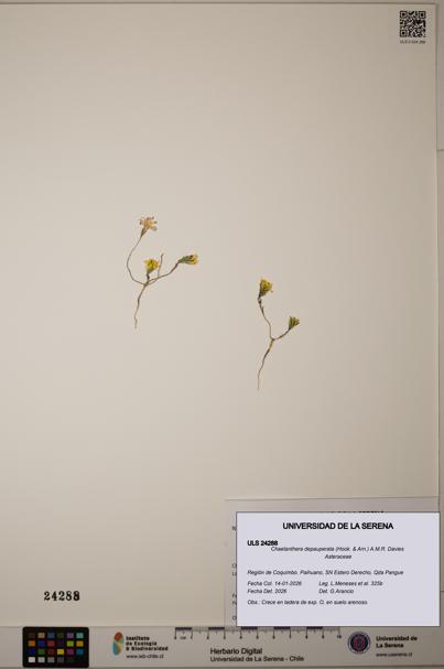 Chaetanthera depauperata [Espécimen: ]